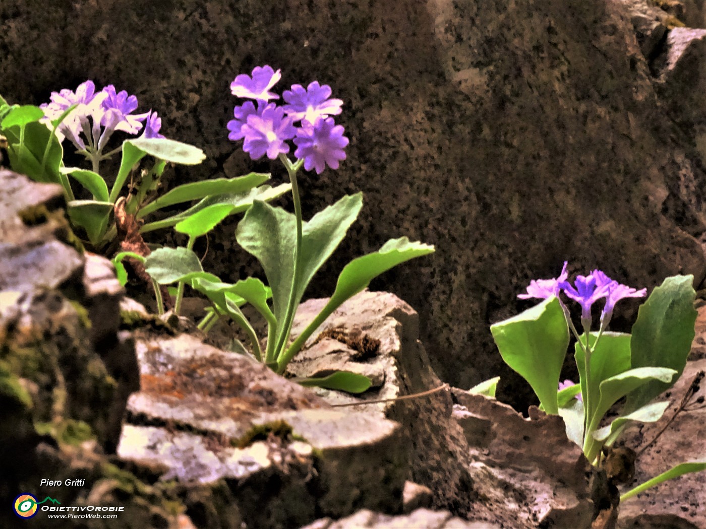 64 Primula albenensis alla S-cepa dol geru in Val Gerona (1220 m).JPG